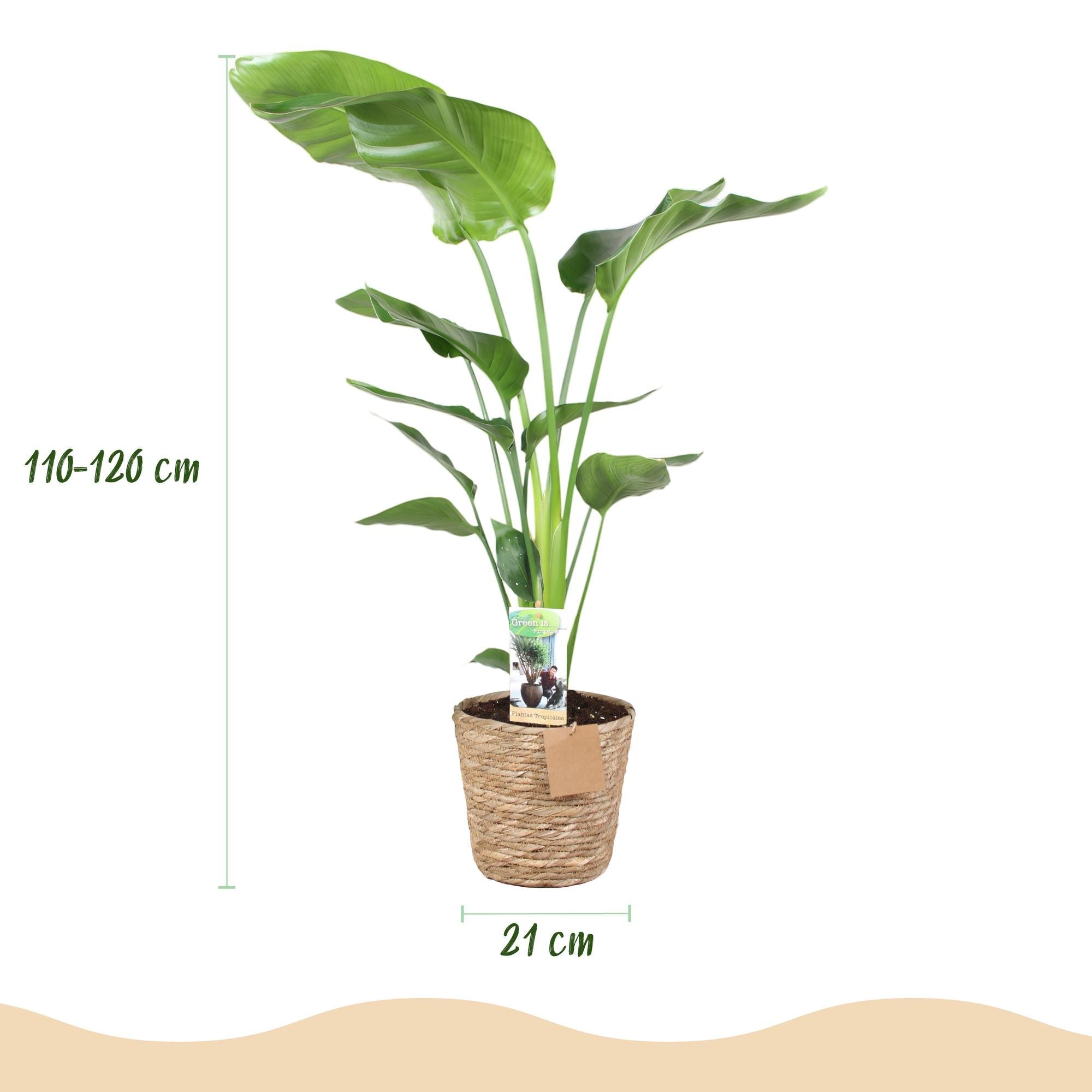 Baum – Strelitzie Strelitzia nicolai – Große pflegeleichte Paradiesvogelblume im dekorativen Korb – 21cm – Höhe 110-120cm – Tropische Grünpflanze – Plant