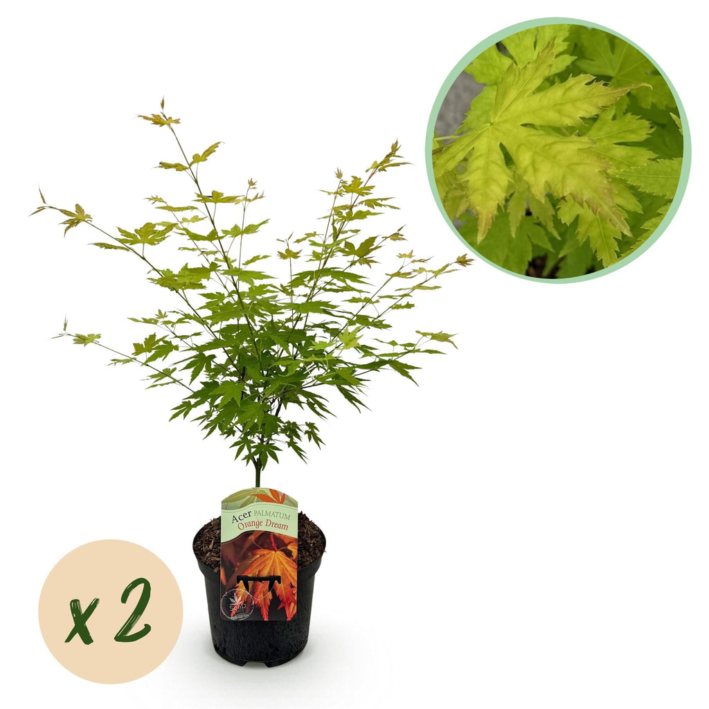 Japanischer Ahorn – Acer palmatum 'Orange Dream' – 2 Pflanzen – ca. 70cm hoch – Ø19cm – orangefarbenes, fein gefiedertes Laub – Balkon – Plant