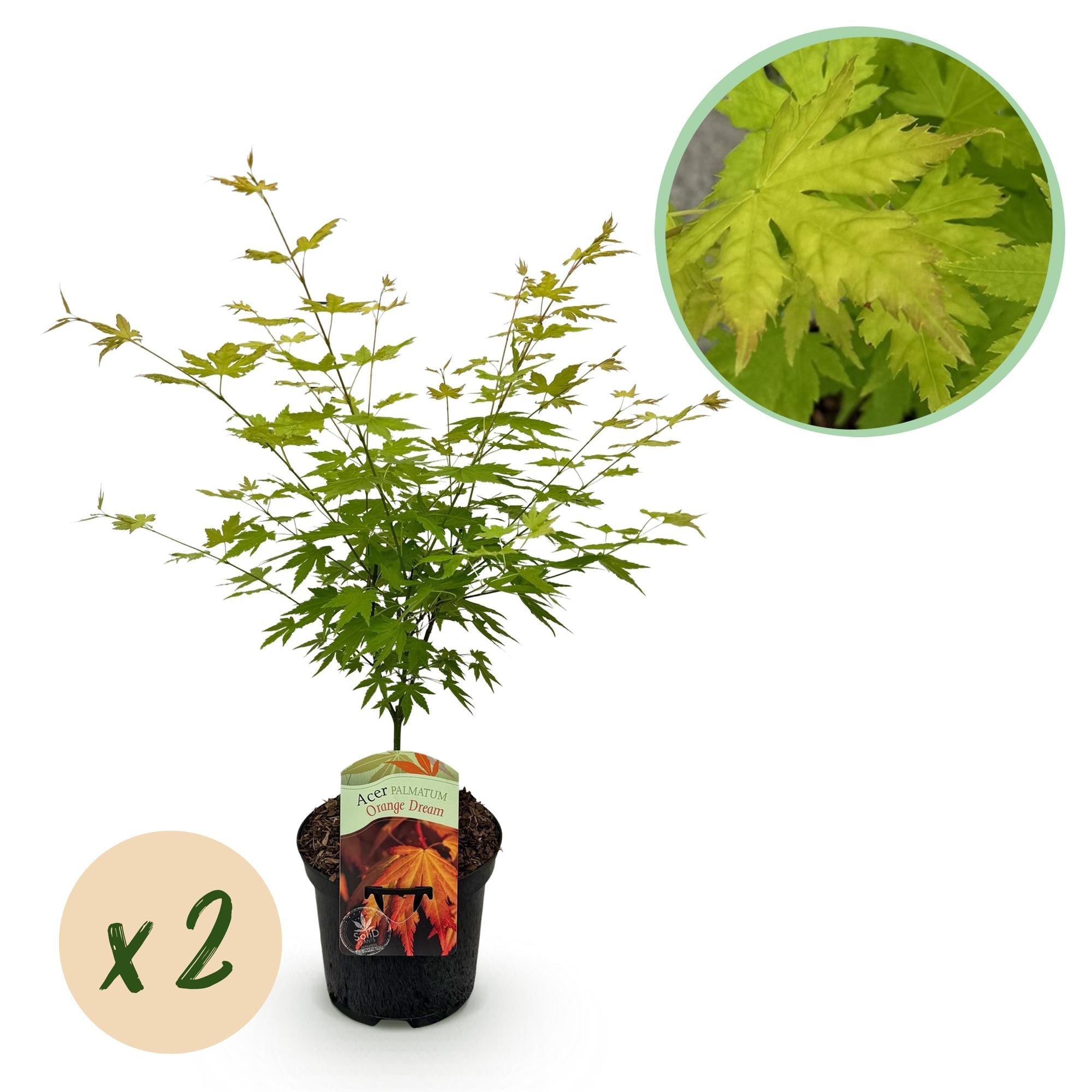 Japanischer Ahorn – Acer palmatum 'Orange Dream' – 2 Pflanzen – ca. 70cm hoch – Ø19cm – orangefarbenes, fein gefiedertes Laub – Balkon – Plant