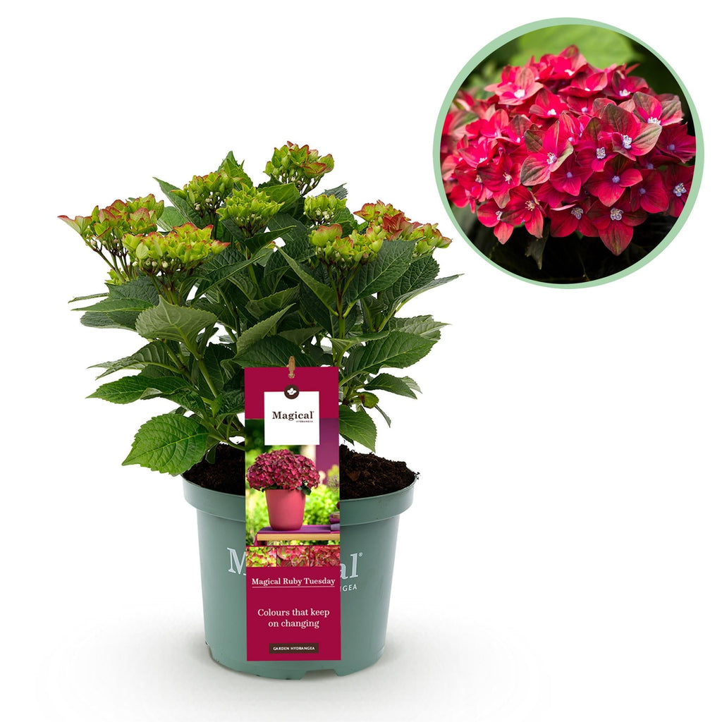 Hortensie Magical Ruby Tuesday & Saphire – 2 Pflanzen – Hydrangea macrophylla – 23cm – Ca. 55cm hoch – 6-10 Blüten – Für Balkon, Terrasse & Beet – Plant