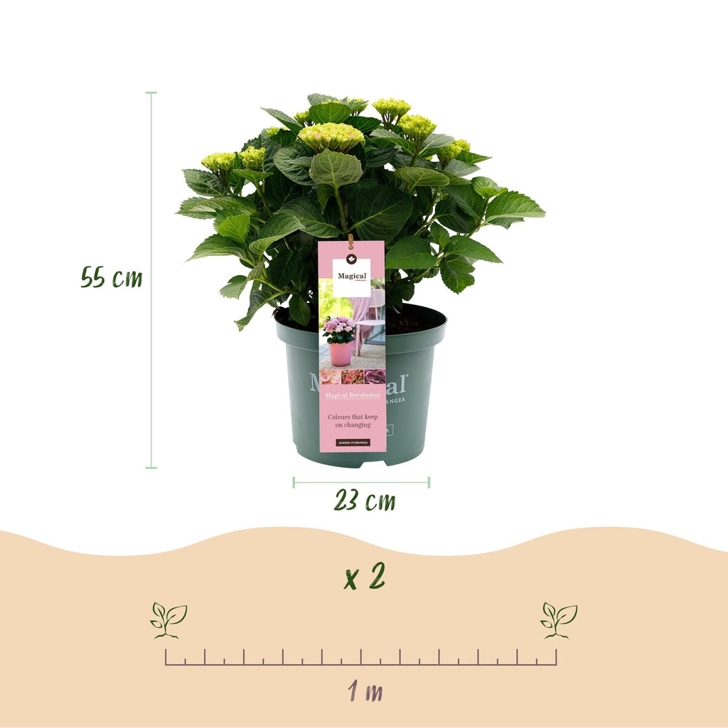 Hortensie Magical Revolution Pink – Rosa – Hydrangea macrophylla – 23cm – Ca. 55cm hoch – 6-10 Blüten – Für Balkon, Terrasse & Beet – Plant