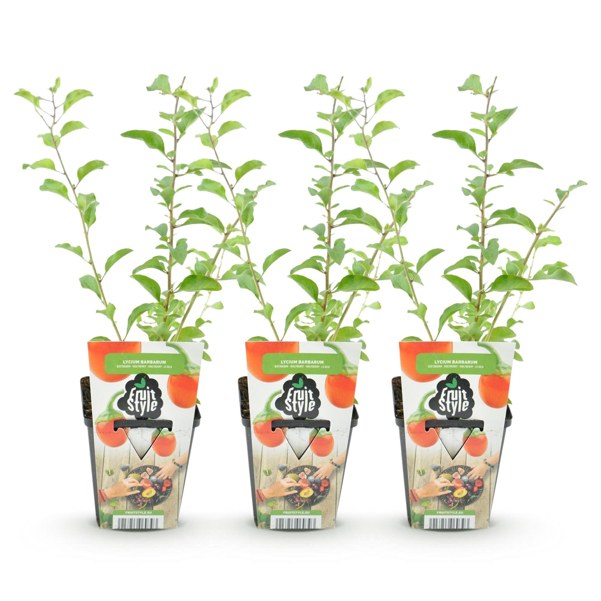 Goji – Beere Lycium barbarum winterhart Ø9cm Höhe 30cm – Rote orange Beerenpflanze für Garten Beet Balkon & Terrasse