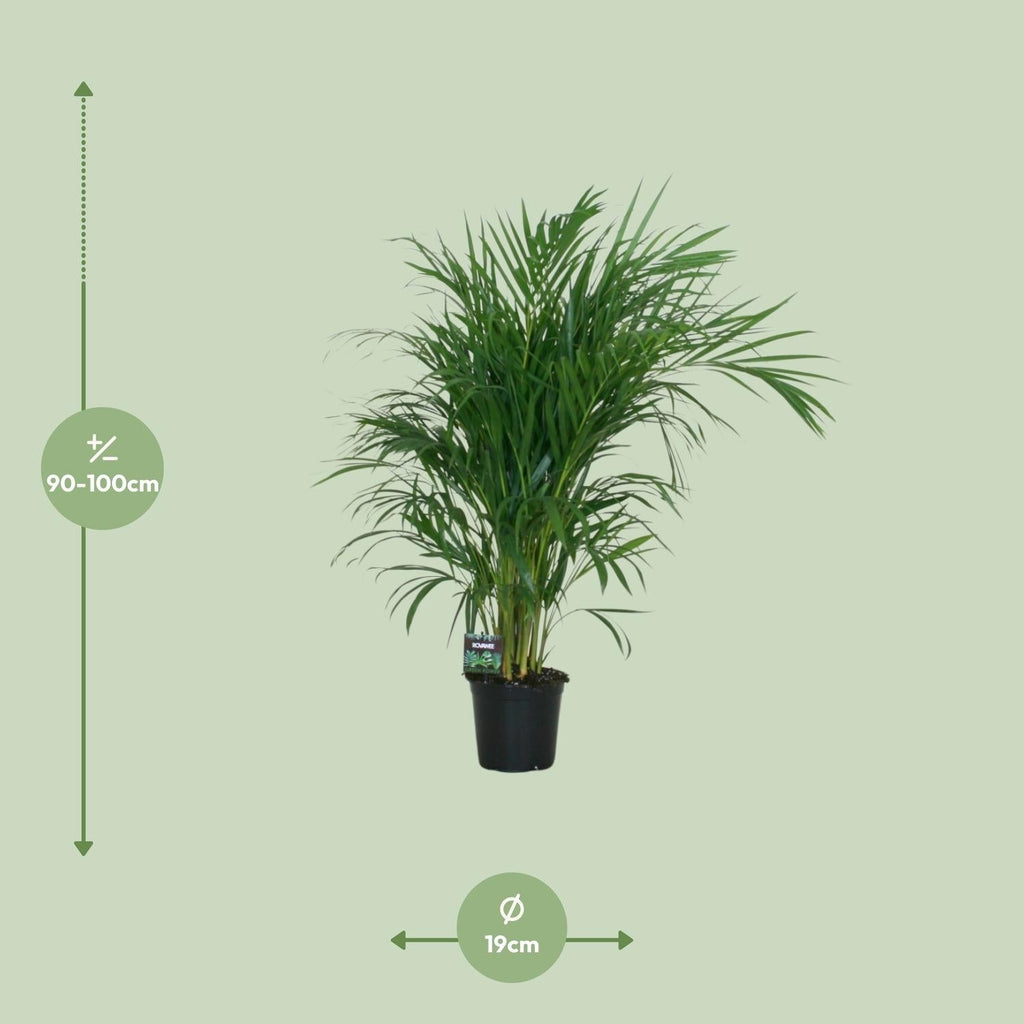 Goldfruchtpalme – Dypsis lutescens – Zimmerpflanze – Luftreinigende Bambuspalme – ca. 100–120 cm hoch – Ø19 cm Topf – Tropisches Raumgrün für Wohnung & Büro – Plant