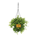 Zwergpfeffer Peperomia Rotundifolia – Zimmerpflanze – Glänzende Blätter – Ø15 cm, Höhe 25 cm – Pflegeleicht – Plant