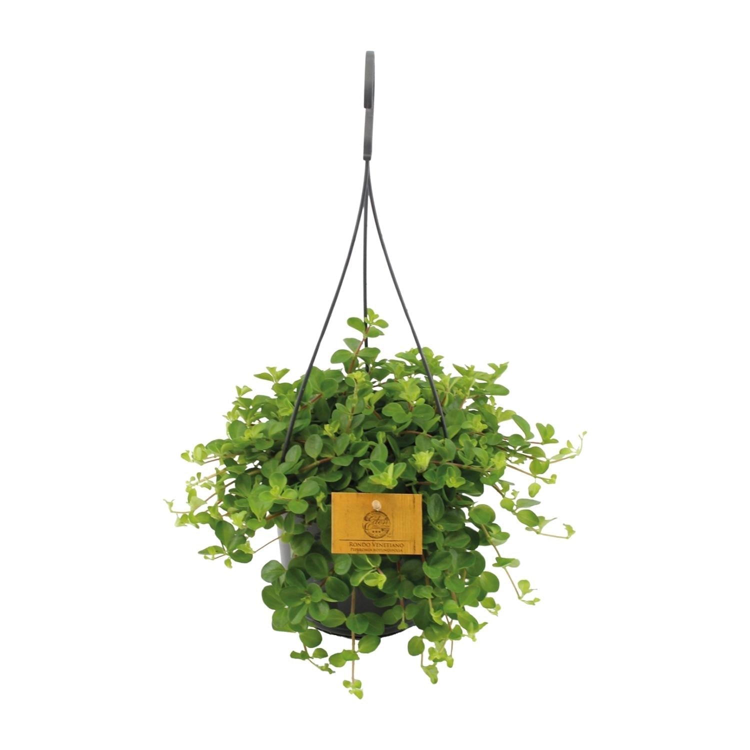 Zwergpfeffer Peperomia Rotundifolia – Zimmerpflanze – Glänzende Blätter – Ø15 cm, Höhe 25 cm – Pflegeleicht – Plant