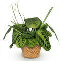 Maranta Fascinator Lemon Lime Zimmerpflanze inkl. Naturkorb