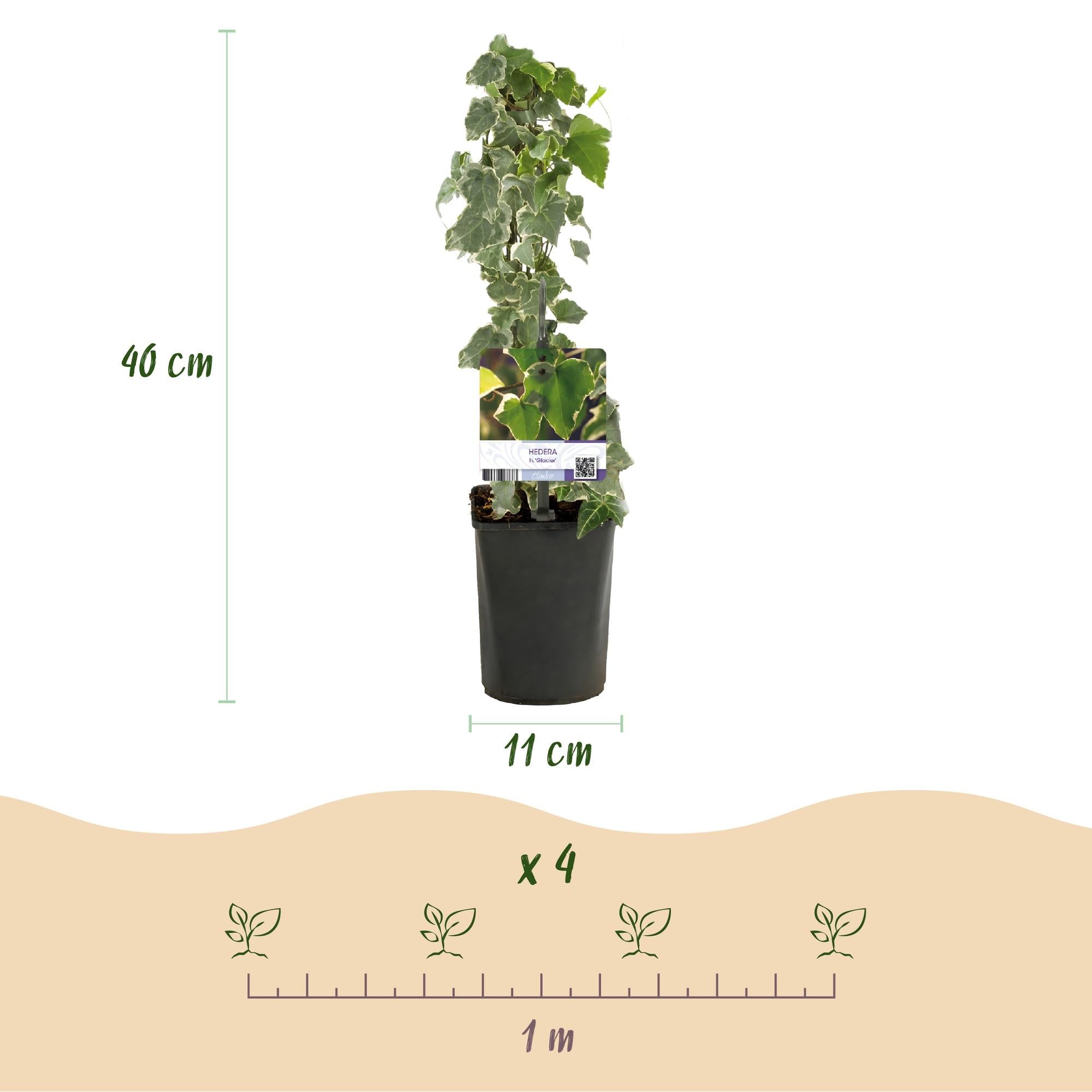 Kletterpflanze Hedera helix 'Glacier' – 2 Pflanzen – Immergrün – Blatt bunt – 11cm – Höhe 40cm – Efeu für Innen & Außen – Hängeampeln & Bodendecker – Plant