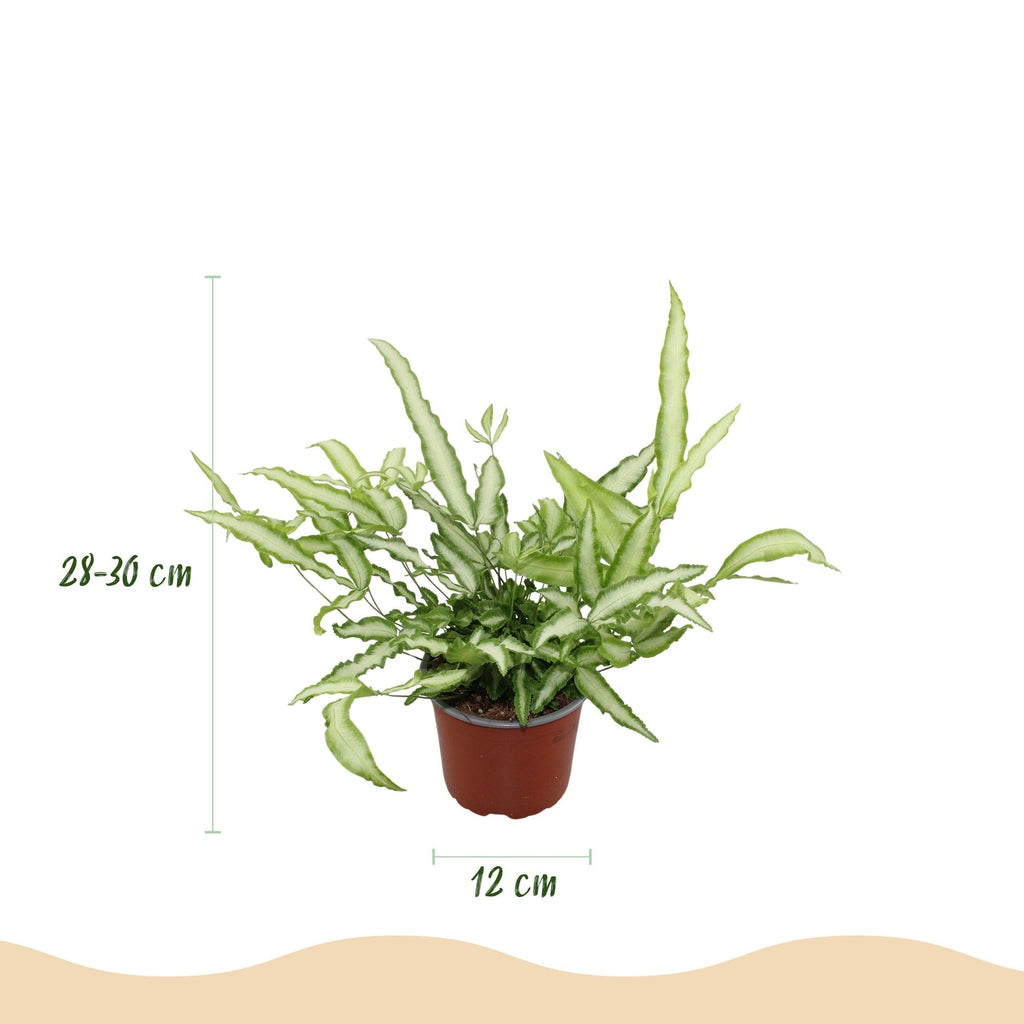 Pteris Cretica Albolineata Schwertfarn Zimmerpflanze mit weißem Topf Ø12cm Höhe 20cm Haustierfreundliche Grünpflanze pflegeleicht für Zimmer & Büro