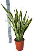 Sansevieria Laurentii – 90cm – Große Bogenhanf Zimmerpflanze – Pflegeleicht & luftreinigend – Ideal für Wohnzimmer, Büro & Inneneinrichtung – Plant