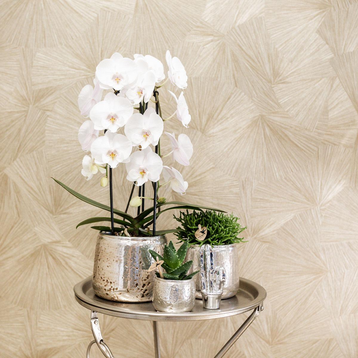 Sukkulente Haworthia Limifolia – Grüne Zimmerpflanze – Luxustopf Silber Ø9cm – Pflegeleichte Grünpflanze – Frisch vom Züchter – Plant