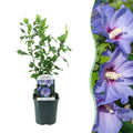 Garteneibisch Hibiscus syriacus Oiseau Blue – Strauch – Blüte Blau – Wenig Pflege – 17cm Höhe 45cm – Für Garten & Terrasse – Plant