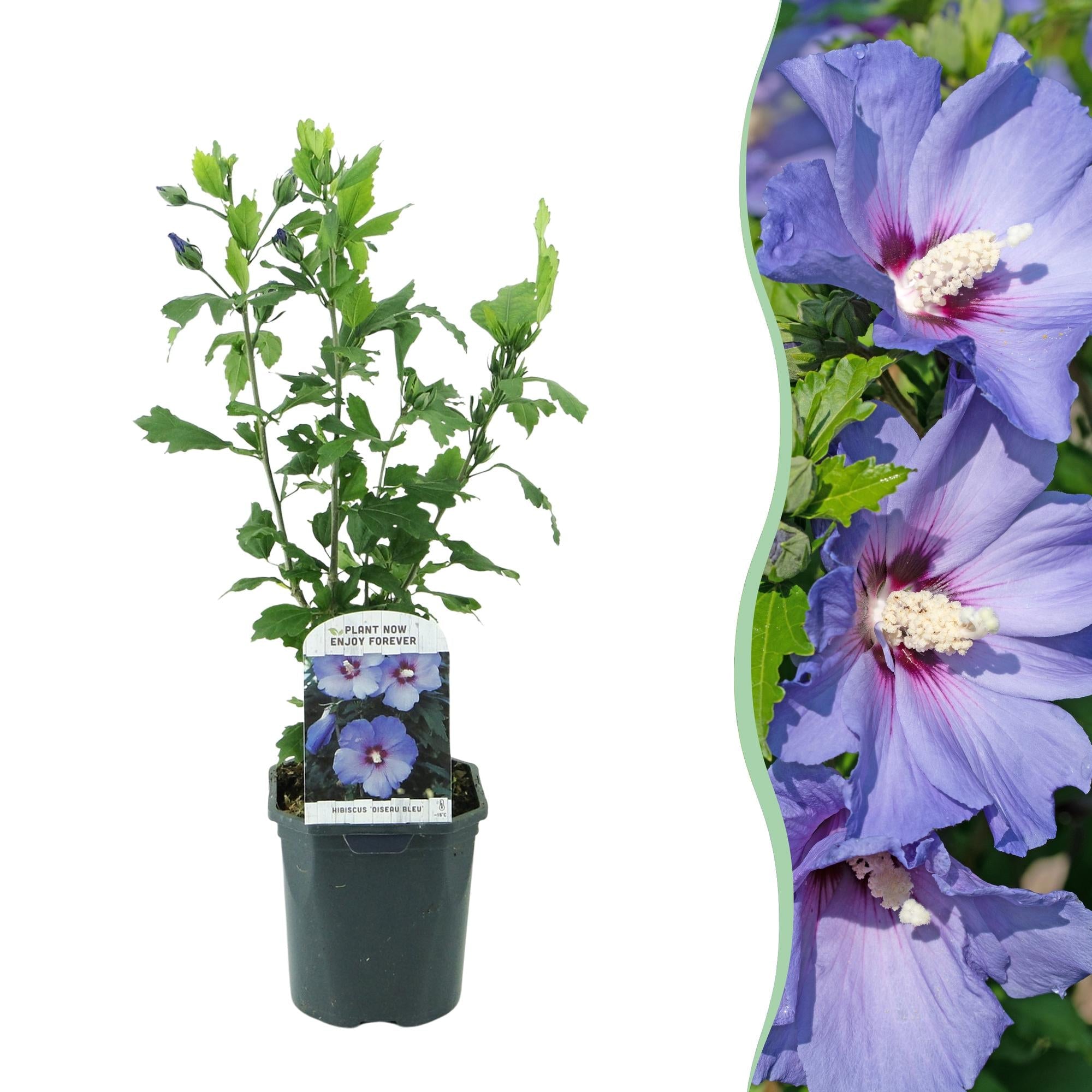Garteneibisch Hibiscus syriacus Oiseau Blue – Strauch – Blüte Blau – Wenig Pflege – 17cm Höhe 45cm – Für Garten & Terrasse – Plant