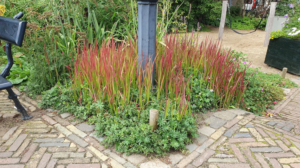Japanisches Blutgras Imperata cylindrica 'Red Baron' – ↕10-25cm – Ø9cm – Winterhartes Ziergras mit roten Blattspitzen – Plant