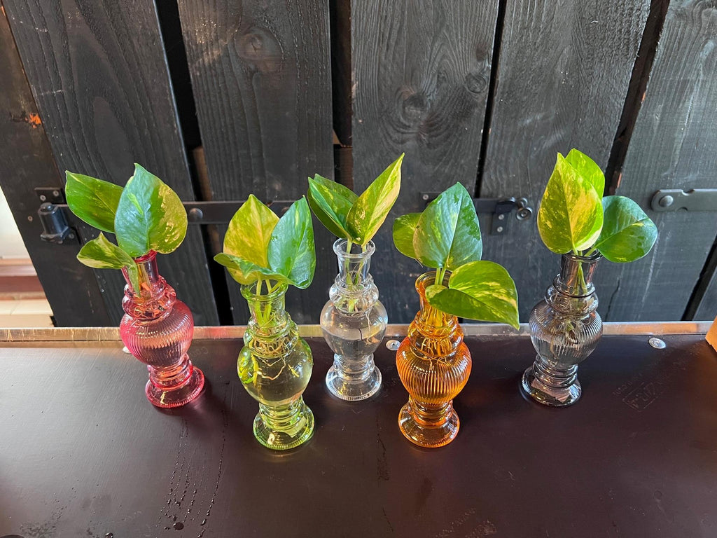 Hydroponik Pflanzen Mix im Venice Glas – Ø7cm ↕20cm – Grünpflanzen im Glasgefäß – Pflegeleicht & modern – Für Wohnzimmer, Büro & Tischdeko – Plant