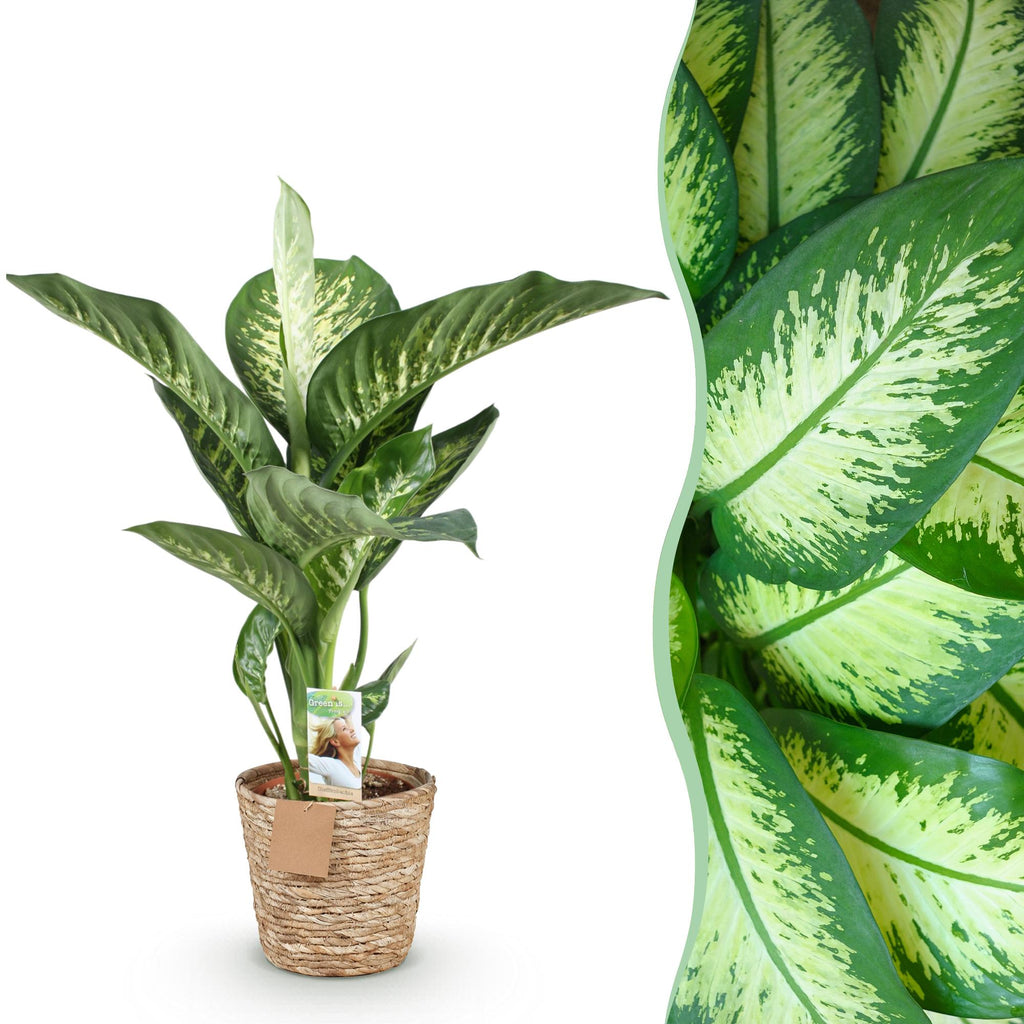 Dieffenbachia Tropic Snow – 90-100cm – 21cm inkl. Naturkorb – Pflegeleichte bunte Zimmerpflanze – Großes grün – weißes Blattwerk – Plant