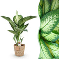 Dieffenbachia Tropic Snow – 90-100cm – 21cm inkl. Naturkorb – Pflegeleichte bunte Zimmerpflanze – Großes grün – weißes Blattwerk – Plant