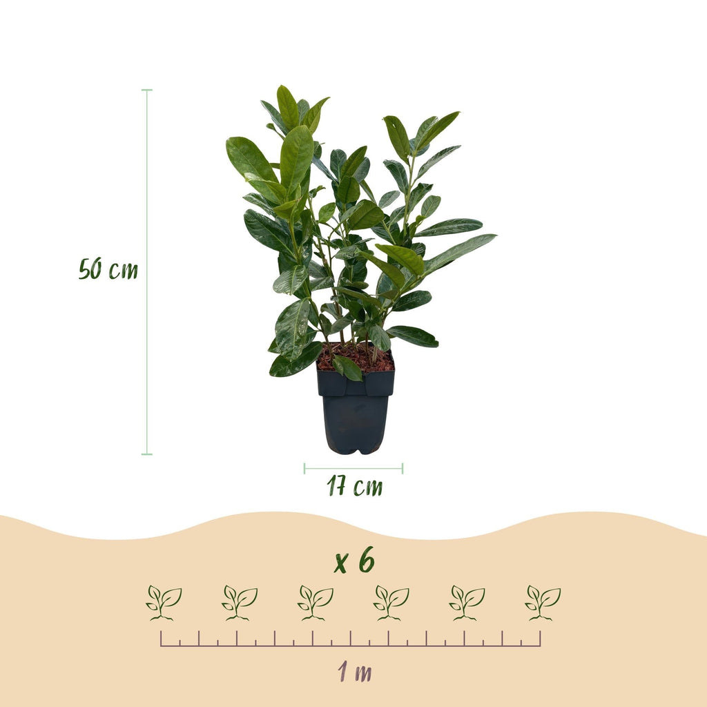 Kirschlorbeer Prunus laurocerasus Rotundifolia – Immergrün – Heckenpflanze – Blatt grün – 6 Pflanzen – 1 laufender Meter – 17cm Höhe 50cm – Plant
