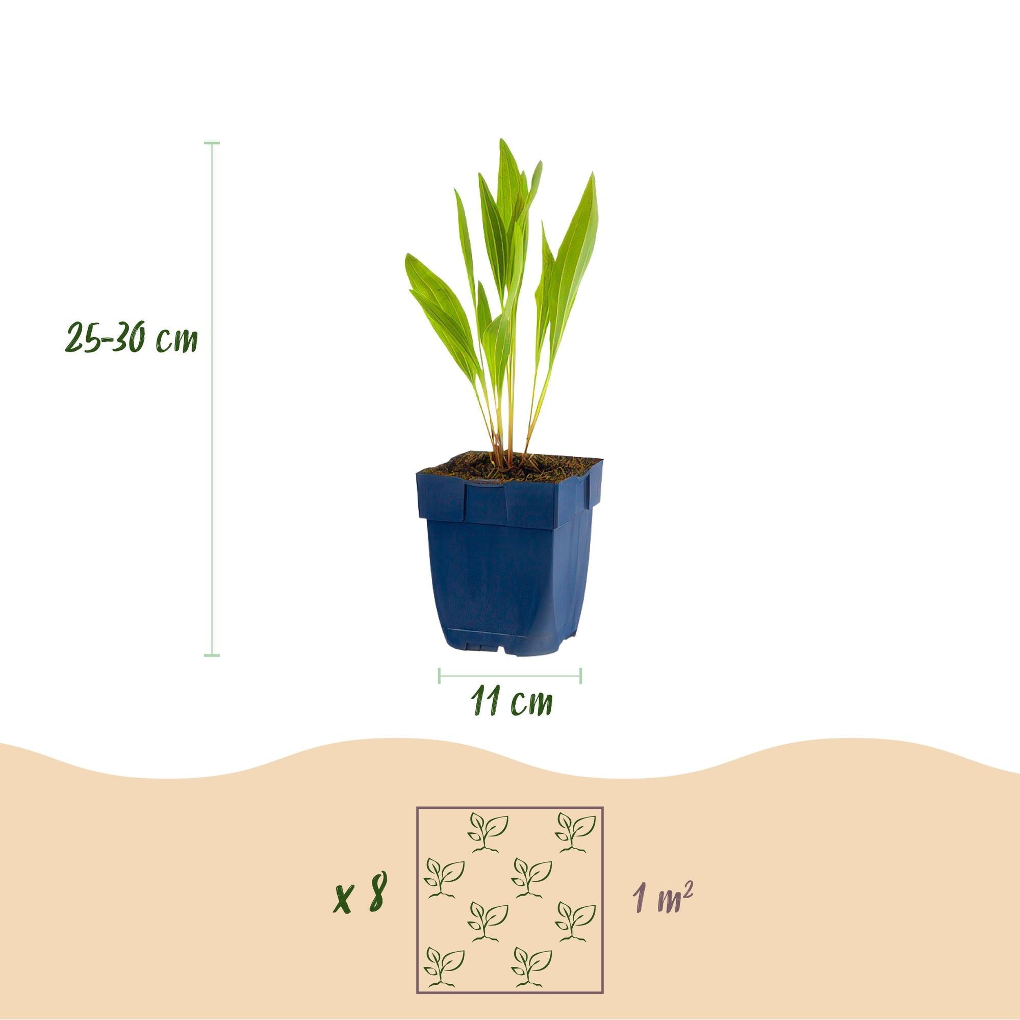 Staudenset für Bienen & Schmetterlinge – 6 mehrjährige Gartenstauden für 1m² – Ø11cm – Echinacea, Rittersporn, Stockrose & Prachtkerze – Plant