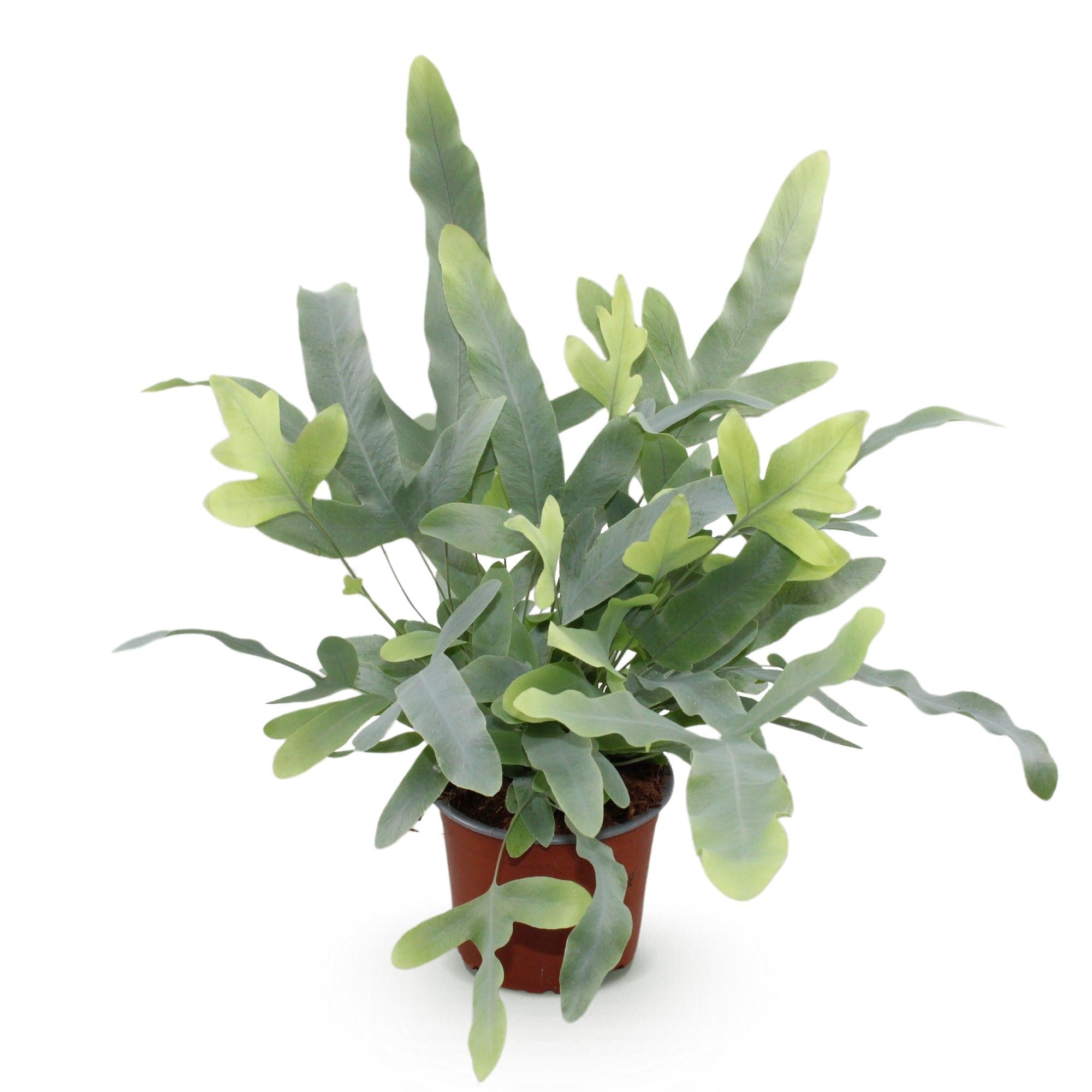 Phlebodium aureum Blue Star Farn – Blaue Farnpflanze – Haustierfreundliche Zimmerpflanze 12cm – Höhe ca.25cm – Tropenfarn für Wohnzimmer & Büro – Plant