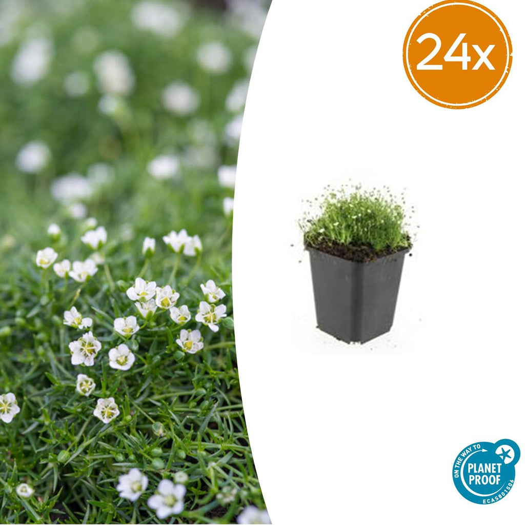 Sagina subulata Irisches Moos – Bodendecker Set Ø9cm – Immergrün & trittfest – Pfriemen Mastkraut für Fugen, Steingarten & Rasenersatz – Plant