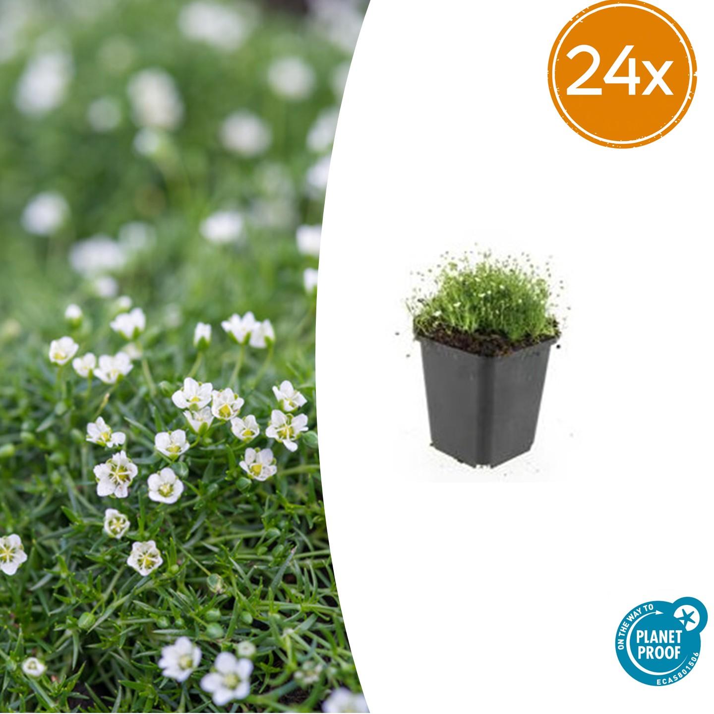 Sagina subulata Irisches Moos – Bodendecker Set Ø9cm – Immergrün & trittfest – Pfriemen Mastkraut für Fugen, Steingarten & Rasenersatz – Plant