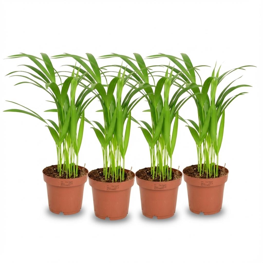 Areca Palme Dypsis Lutescens – 4 Pflanzen – Ø12cm – Höhe ca.40cm – Luftreinigende Zimmerpflanze – Goldfruchtpalme für Wohnraum Büro & Wintergarten
