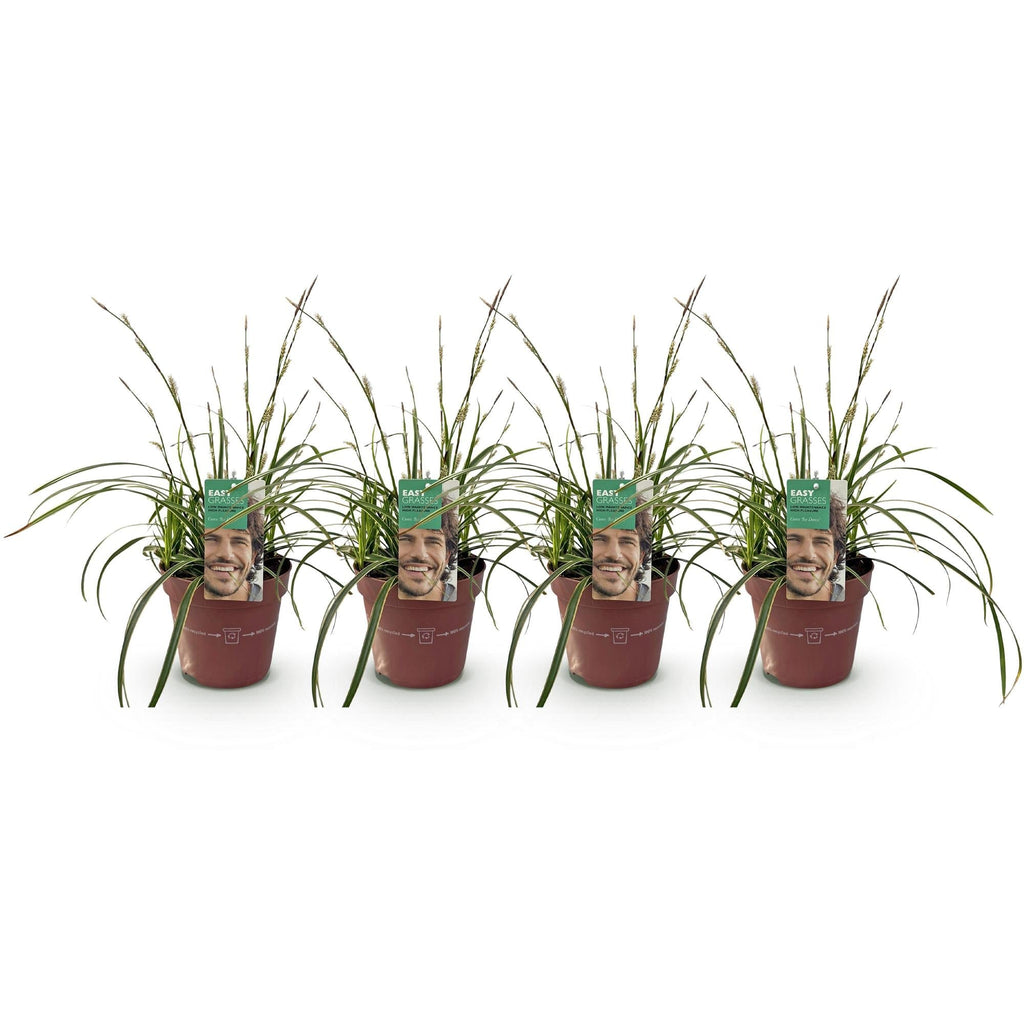 Weißrandige Segge Carex morrowii Ice Dance – Ø17cm – Immergrün, winterhart & pflegeleicht – Weiß – grüne Blätter – Höhe ca. 50cm – Plant