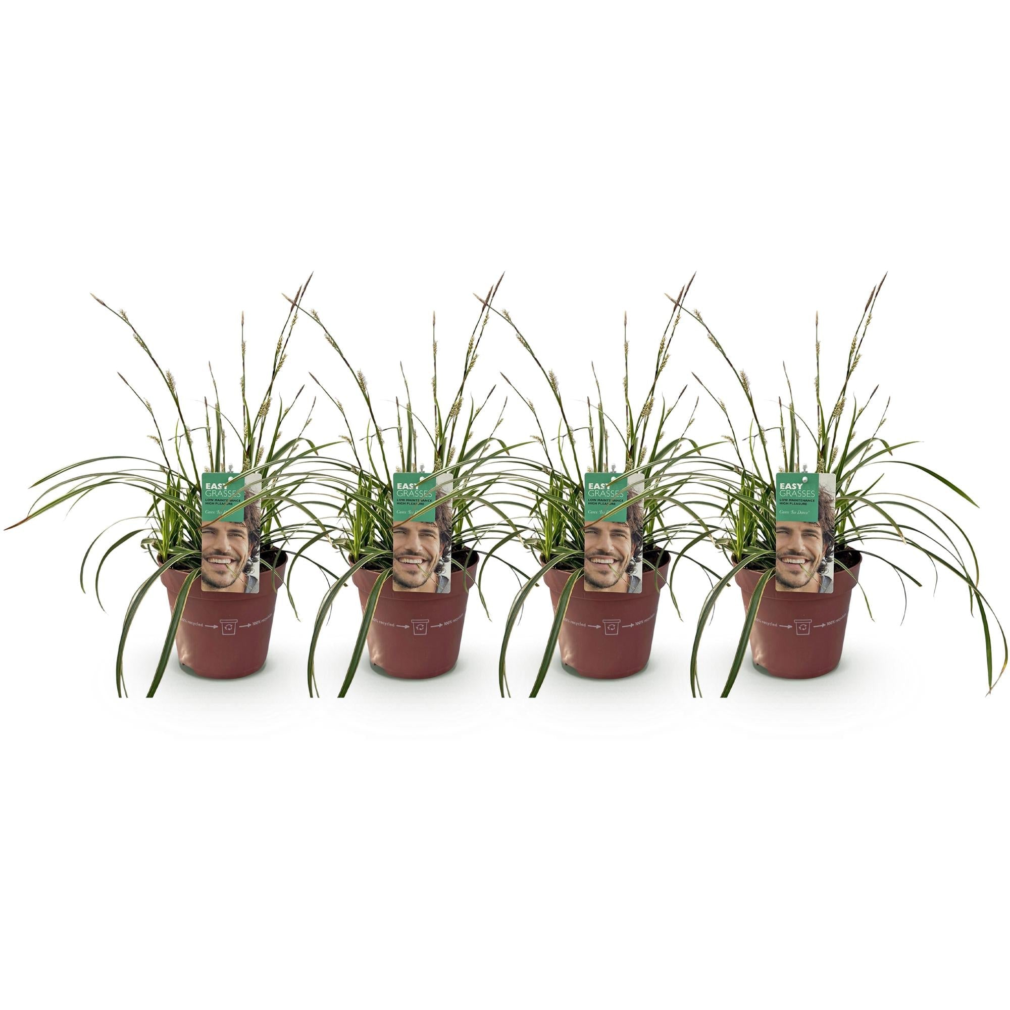 Weißrandige Segge Carex morrowii Ice Dance – Ø17cm – Immergrün, winterhart & pflegeleicht – Weiß – grüne Blätter – Höhe ca. 50cm – Plant