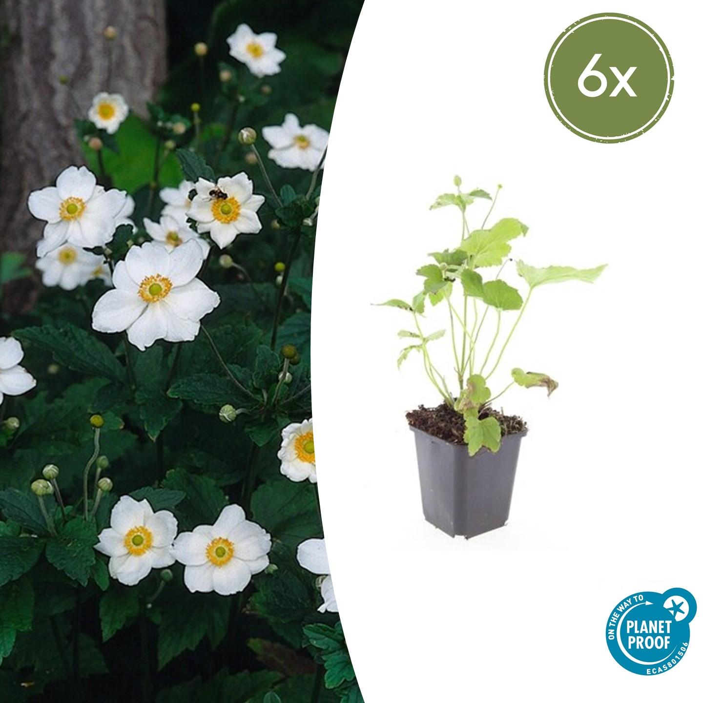 Japan – Herbst – Anemone hyb. 'Honorine Jobert' – ↕10-25cm – Ø9cm – Herbstblüher – Pflegeleicht – Sonne & Halbschatten – Plant