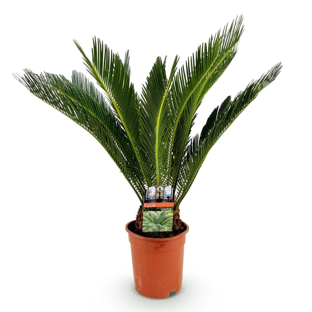 Cycas Revoluta – Palmfarn – 70cm – 17cm – Pflegeleichte Zimmerpflanze mit fiederförmigen Blättern – Robuste Sago – Palme für elegante Innenräume – Plant
