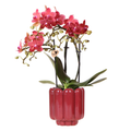 Rote Congo Orchidee im Retro Übertopf rot Ø9cm – blühende Zimmerpflanze frisch vom Züchter – glänzender 70er – Look Ziertopf mit abgerundetem Design