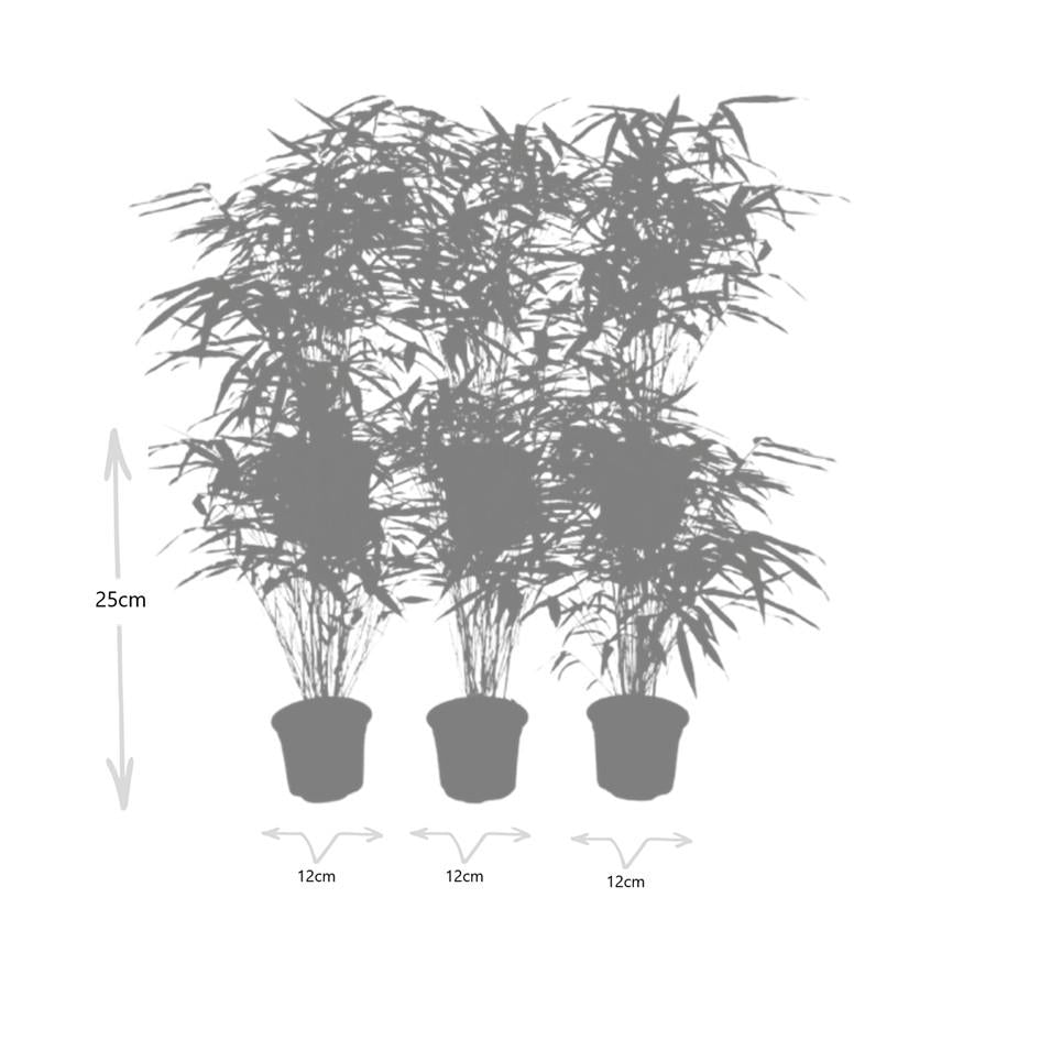 Fargesia Rufa – Nicht – Ausbreitender Bambus – Ø7cm – ↕15cm – 6 Pflanzen – Winterhart & Pflegeleicht – Für Hecken, Garten & Terrasse – Plant