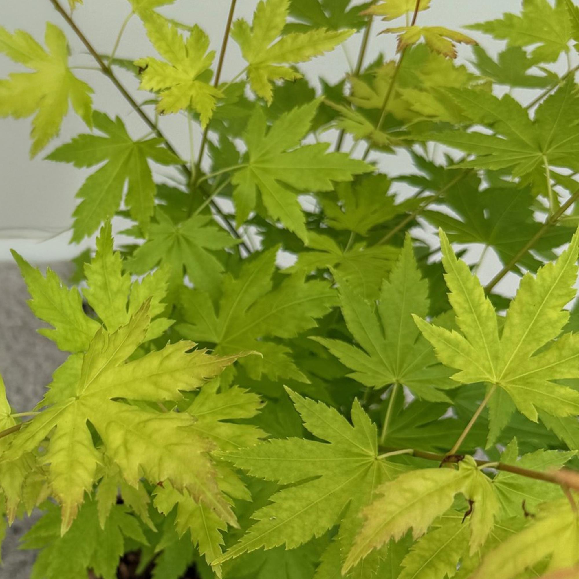 Japanischer Ahorn – Acer palmatum 'Orange Dream' – 2 Pflanzen – ca. 70cm hoch – Ø19cm – orangefarbenes, fein gefiedertes Laub – Balkon – Plant