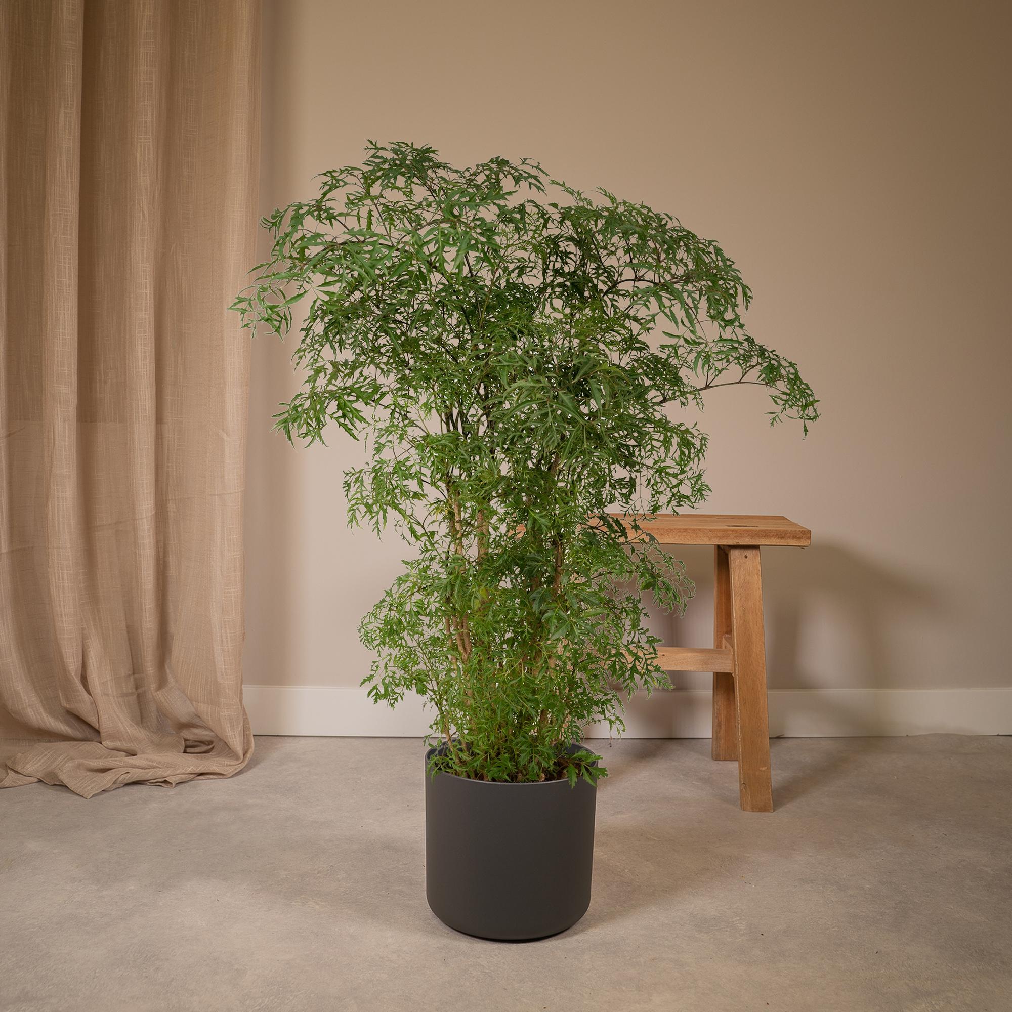Polyscias Fruticosa – Aralia Zimmerpflanze – Ø21cm – ↕75cm – Tropische Grünpflanze mit feinem, filigranen Laub – Pflegeleicht & luftreinigend – Plant