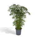 Polyscias Fruticosa – Aralia Zimmerpflanze – Ø21cm – ↕75cm – Tropische Grünpflanze mit feinem, filigranen Laub – Pflegeleicht & luftreinigend – Plant