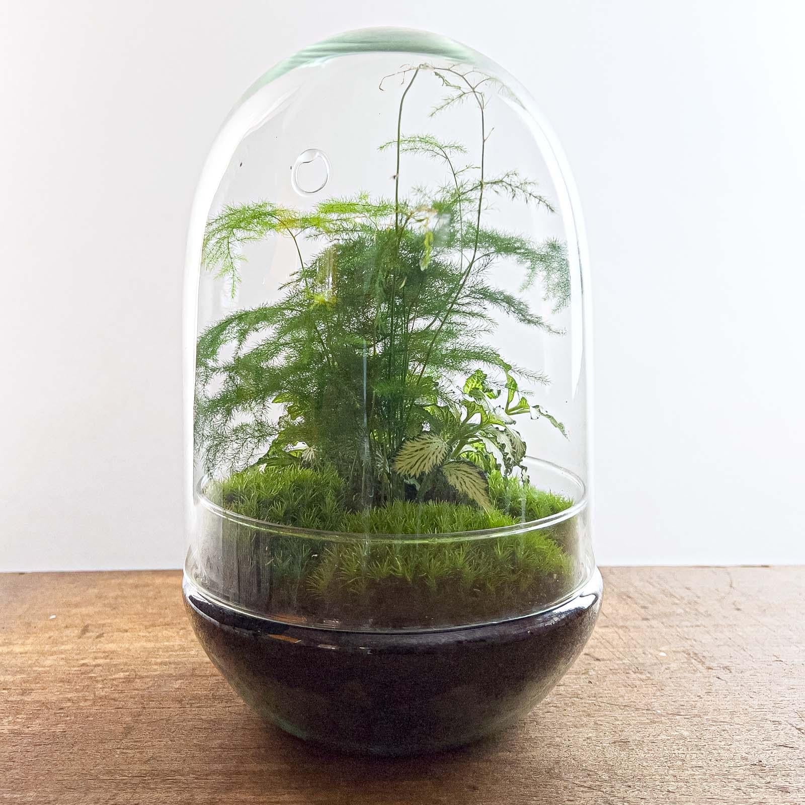Flaschengarten Egg XL – DIY Bausatz Terrarium – ↕30cm – Do – It – Yourself Pflanzen – Set im Glas mit Korkdeckel – Autarkes Mini – Ökosystem – Plant