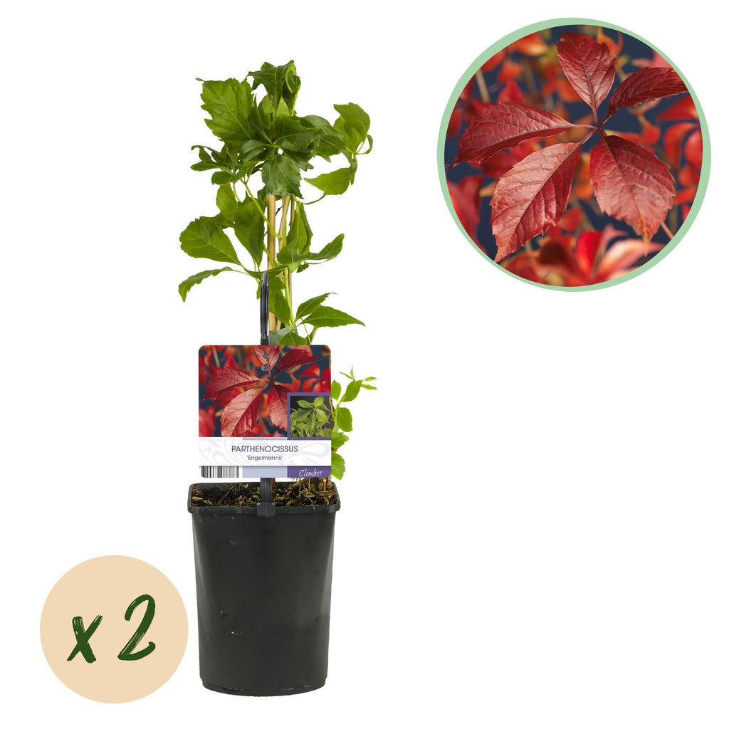 Selbstklimmender Mauerwein Parthenocissus Engelmannii – Kletterpflanze mit grünen & roten Blättern – 2 Pflanzen – 11cm x H40cm – Pflegeleicht – Plant