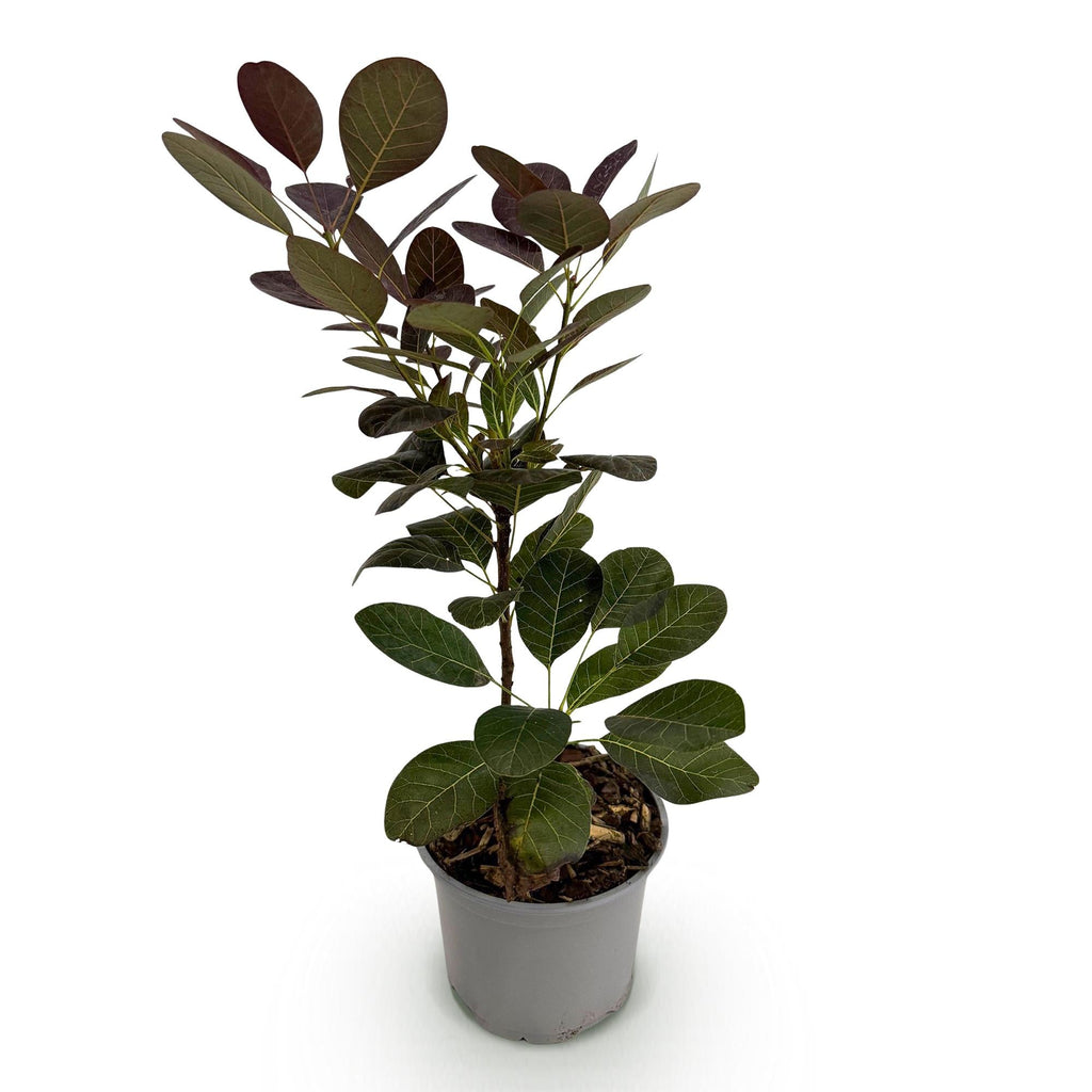 Cotinus coggyria Royal Purple – 12cm – Höhe ca. 35cm – Purpurrotes Laub & luftige Sommerblüten – Laubabwerfender pflegeleichter Perückenstrauch – Plant