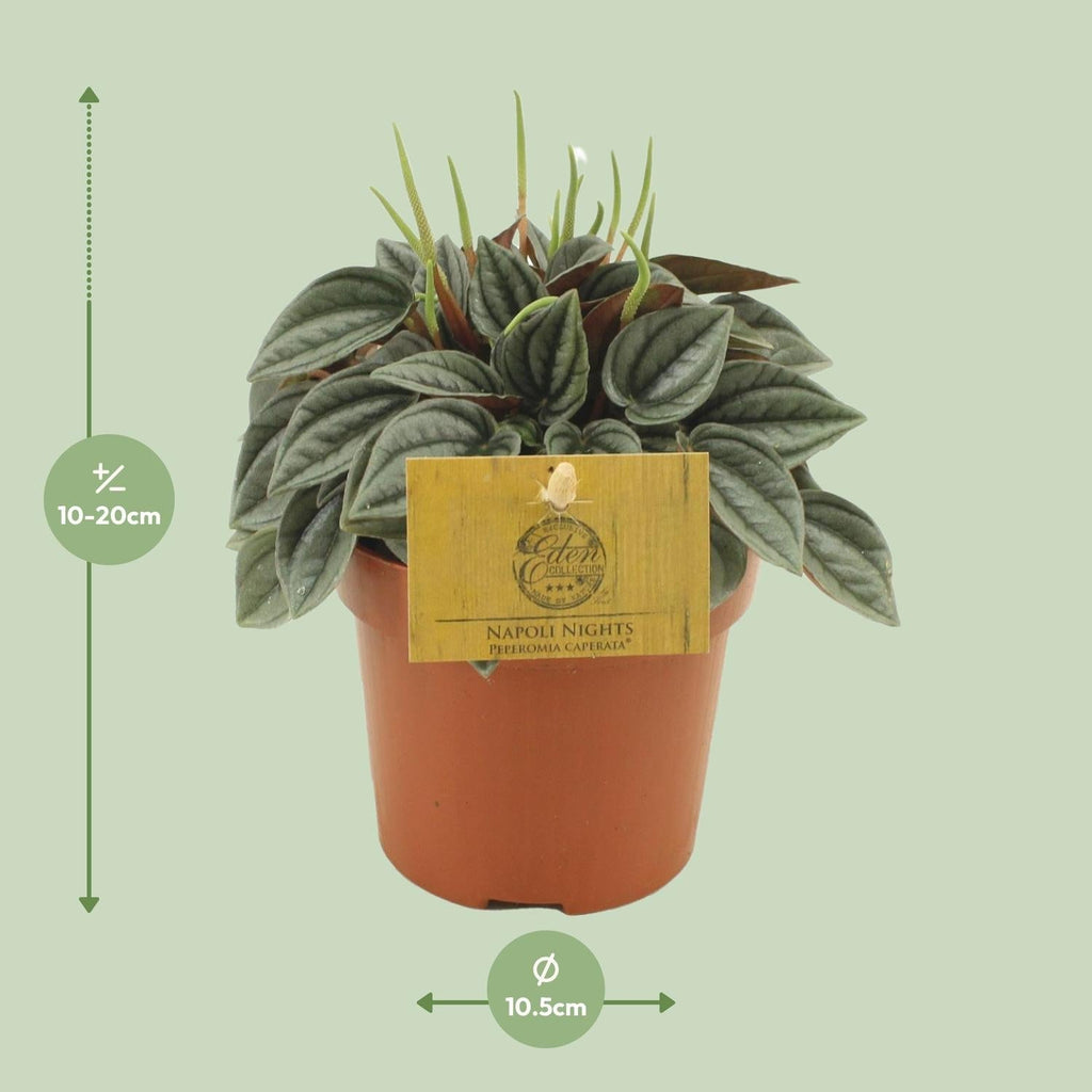 Peperomia Napoli Nights – Zimmerpflanze – Ø10,5cm – ca. 15cm hoch – Pflegeleichte, luftreinigende Sukkulente – Für Wohnung & Büro – Plant