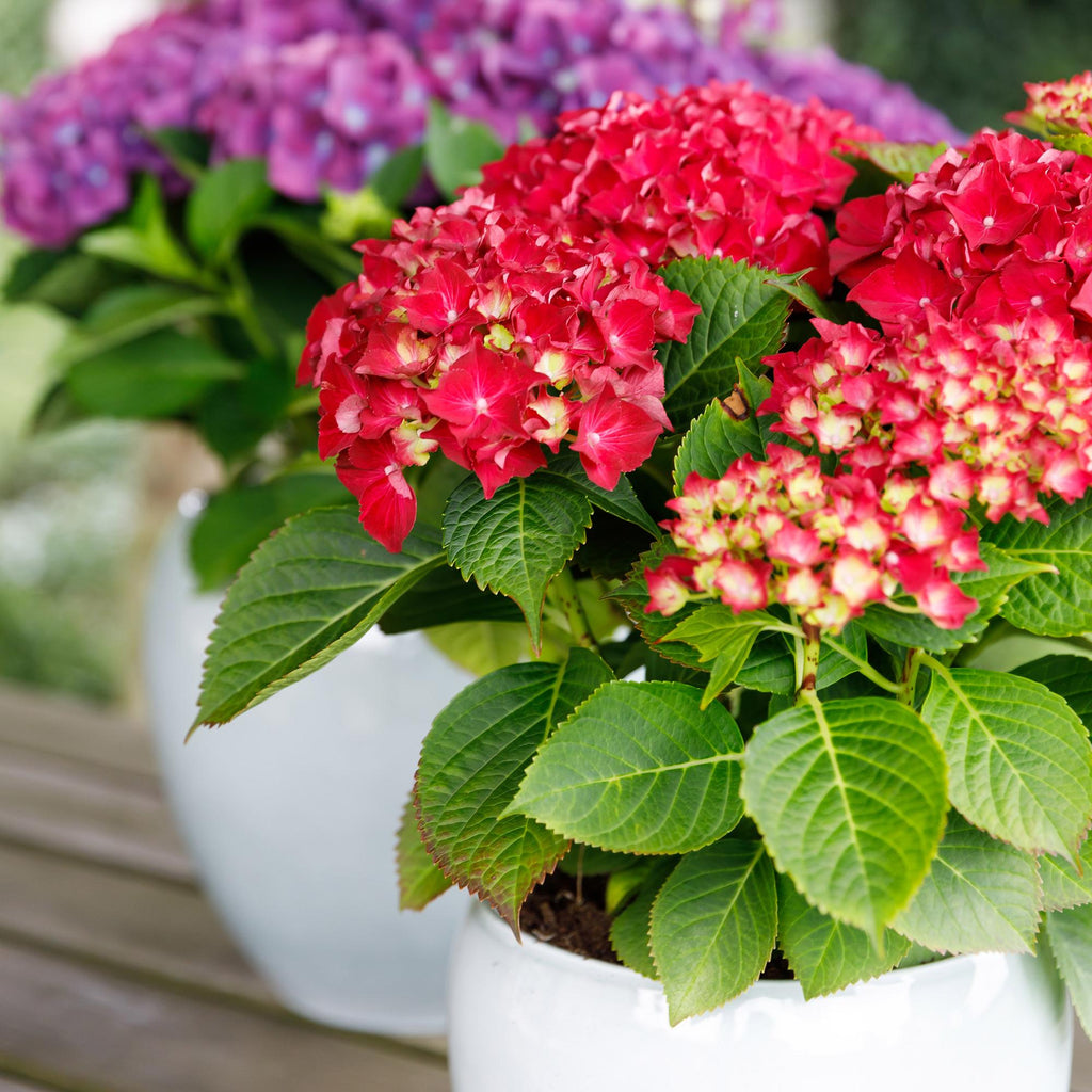 Hortensie Forever & Ever – Hydrangea macrophylla – Rot – Balkonpflanze – 7-12 Blüten – 23cm 55cm hoch – Für Terrasse, Balkon & Beet – Pflegeleicht – Plant