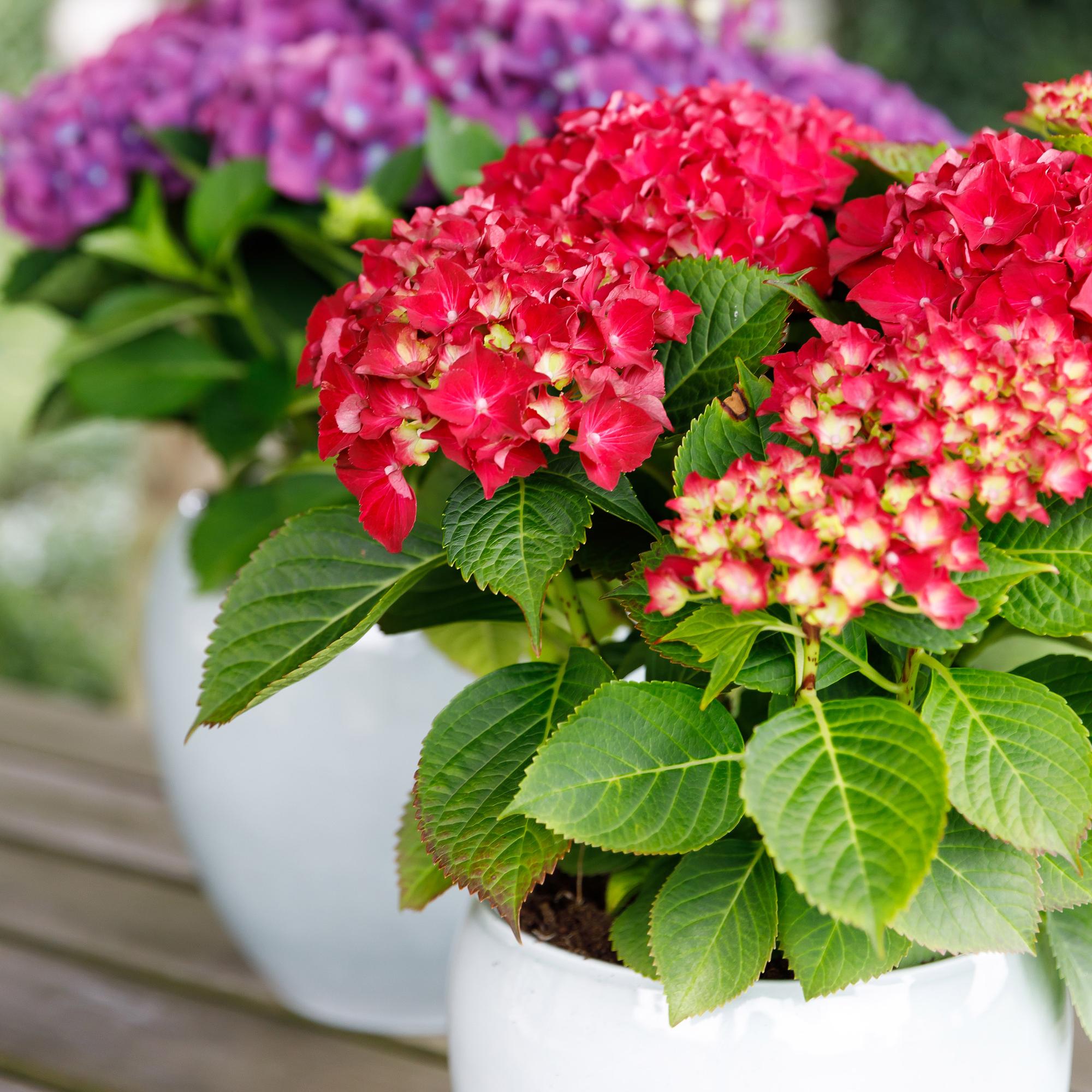 Hortensie Forever & Ever – Hydrangea macrophylla – Rot – Balkonpflanze – 7-12 Blüten – 23cm 55cm hoch – Für Terrasse, Balkon & Beet – Pflegeleicht – Plant