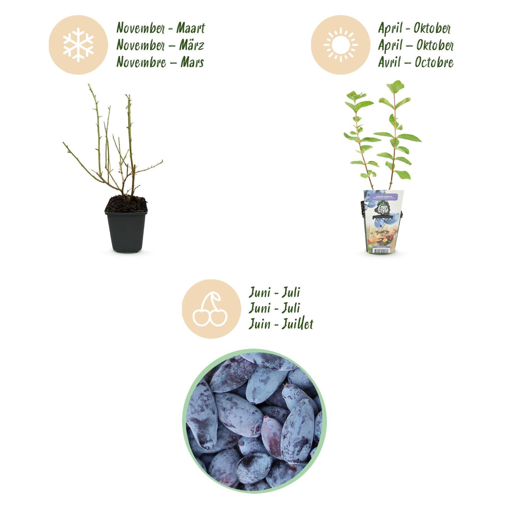 Honigbeere Lonicera caerulea Kamtschatica winterhart Ø9cm – Blaue Beerenpflanze für Garten Beet Balkon & Terrasse