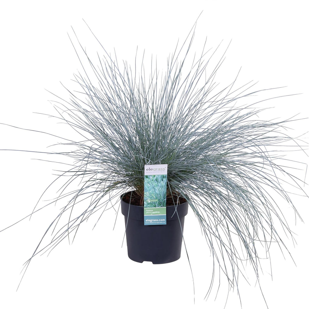 Blauschwingel Festuca glauca Azura Blue Ø14cm – Höhe ca.30cm – silberblaues Ziergras winterhart & immergrün – Plant