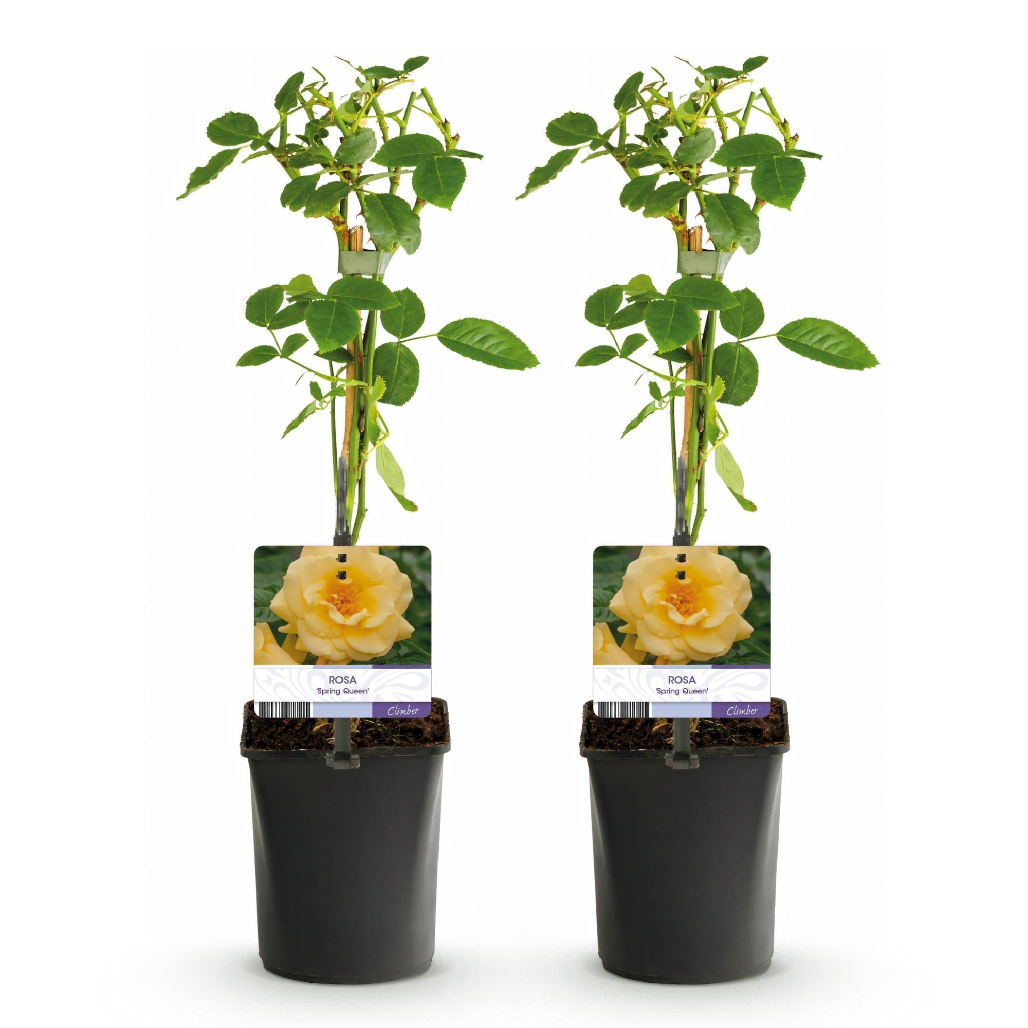 Kletterrose Rosa Spring Queen – Gelb – Pflegeleicht – 2 Pflanzen – 11cm x H40cm – Duftende Rosen für Garten, Balkon & Terrasse – Plant