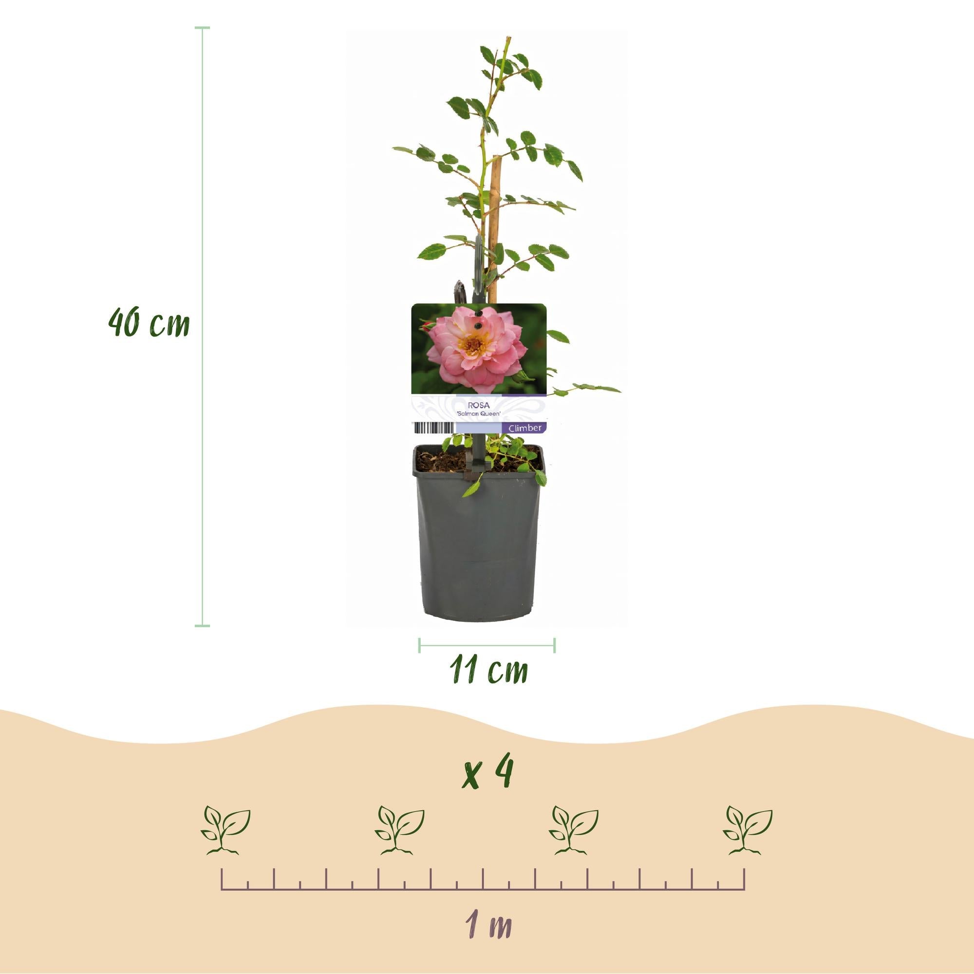 Kletterrose – Rosa Salmon Queen – Lachsrosa Blüten – 2 Pflanzen – 11cm – Höhe 40cm – Duftend & pflegeleicht – Blüte Juni bis Oktober – Plant