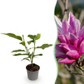 Magnolia liliiflora Nigra – 12cm – Höhe ca. 30cm – Laubabwerfende Magnolie mit tief lila Frühlingsblüten – Pflegeleicht für Beet, Balkon & Terrasse – Plant