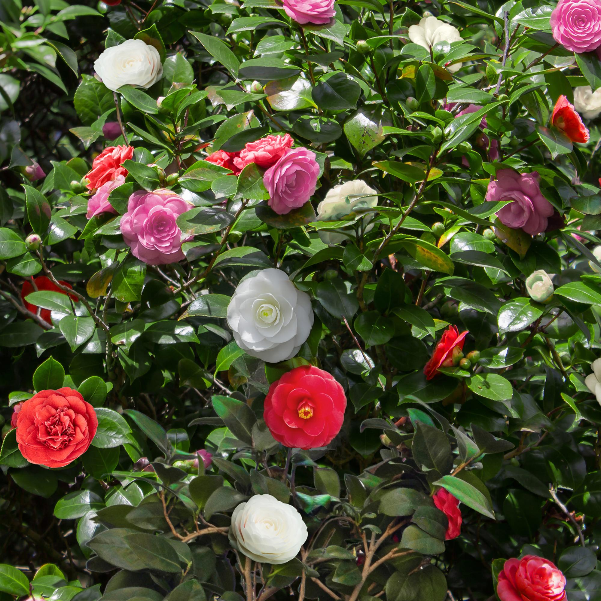 Kamelie Camellia japonica Tricolour – Strauch – Blüte Rosa, Weiß & Rot – Immergrün – 15cm Höhe 30cm – Für Garten & Terrasse – Plant