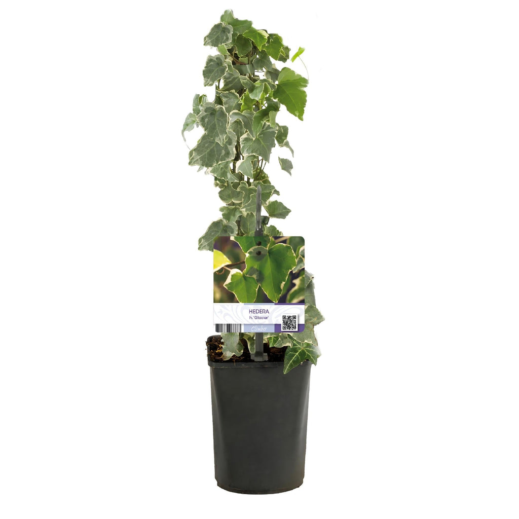 Kletterpflanze Hedera helix 'Glacier' – 2 Pflanzen – Immergrün – Blatt bunt – 11cm – Höhe 40cm – Efeu für Innen & Außen – Hängeampeln & Bodendecker – Plant