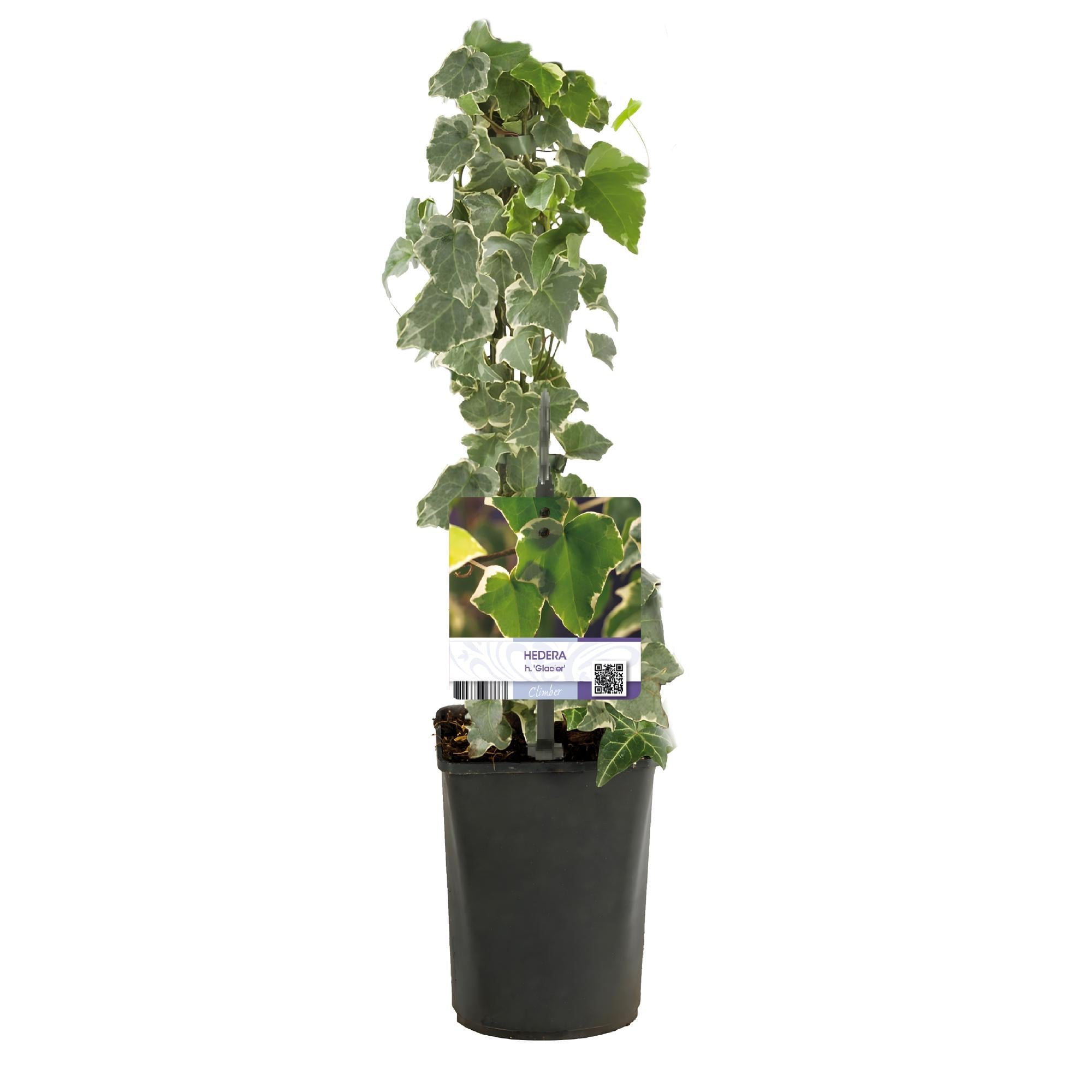 Kletterpflanze Hedera helix 'Glacier' – 2 Pflanzen – Immergrün – Blatt bunt – 11cm – Höhe 40cm – Efeu für Innen & Außen – Hängeampeln & Bodendecker – Plant