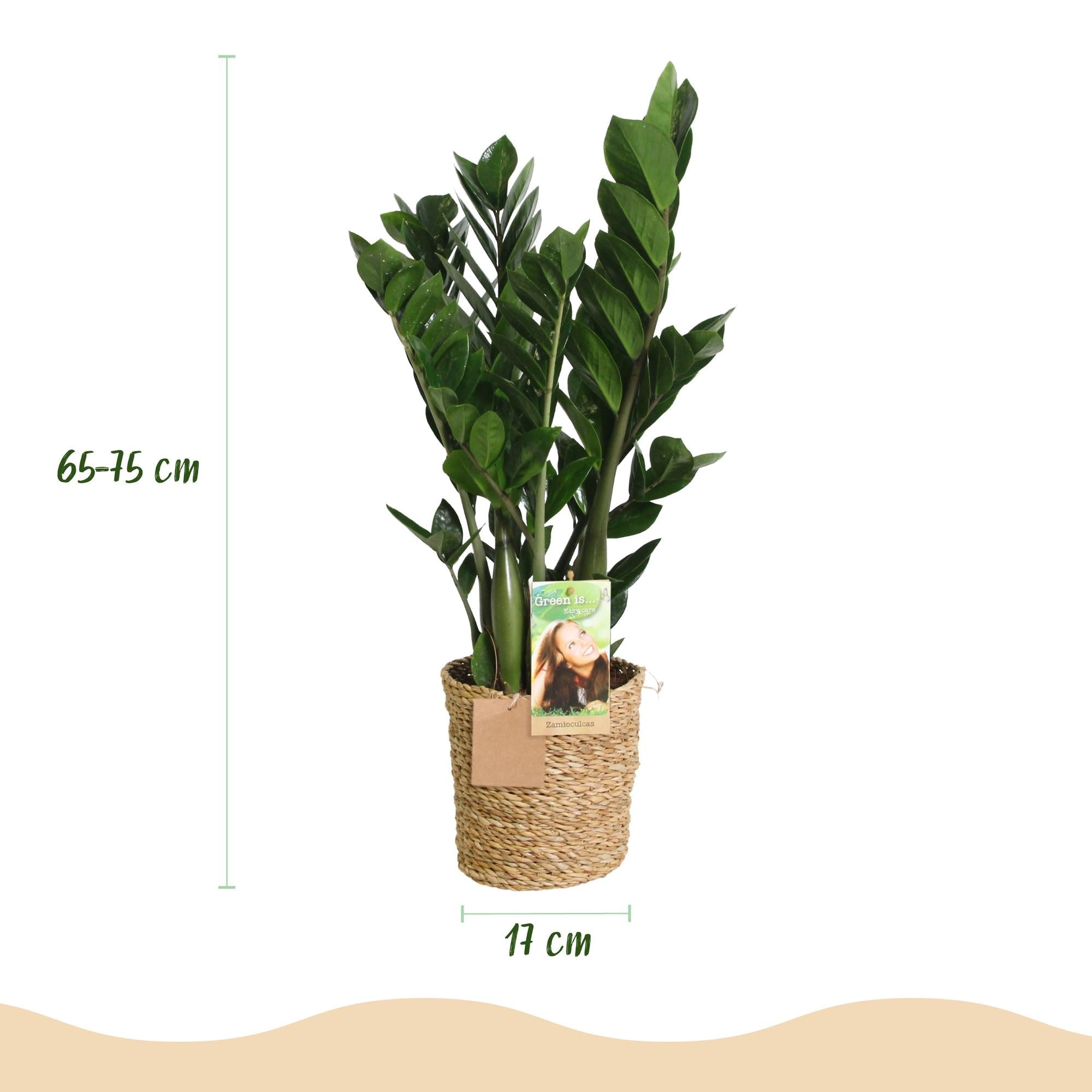 Zamioculcas – 65-75cm – 17cm inkl. Naturkorb – Pflegeleichte ZZ – Pflanze – Robuste Grünpflanze für Wohnzimmer, Büro & Schlafzimmer – Plant